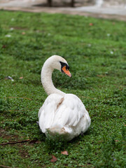 Fototapeta premium A white swan sits on the grass in the park and looks to the right 