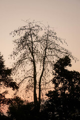 tree shadow against orange sky