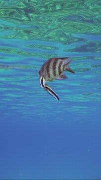 Vertical video, Sergeant swim under surface of water, two cleaner fish is cleaning it from parasites. Indo-Pacific sergeant (Abudefduf vaigiensis) and Bluestreak cleaner wrasse (Labroides dimidiatus)