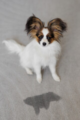 Cute papillon dog puppy near puddle on carpet