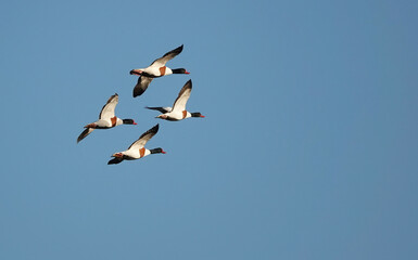 A low angle view of a small flock of shelduck in flight across a clear blue sky.