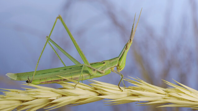 Giant green slant-face grasshopper Acrida washes cleaning its antennae while sitting on spikelet on grass and blue sky background.