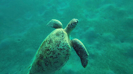Obraz premium Green Sea Turtle (Chelonia mydas) swims from up to the surface of water in rays, Red sea, Egypt