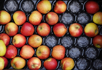 A closeup high angle view of partially filled plastic tray of ripe apples. 