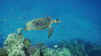 Obraz na płótnie Canvas Hawksbill Sea Turtle or Bissa (Eretmochelys imbricata) swims above coral reef with colorful tropical fish swimming around it, Red sea, Egypt