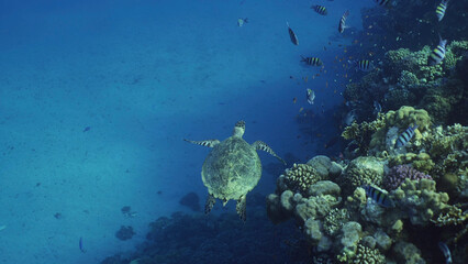 Top view of Hawksbill Sea Turtle or Bissa (Eretmochelys imbricata) swims above coral reef with colorful tropical fish swimming around it, Red sea, Egypt