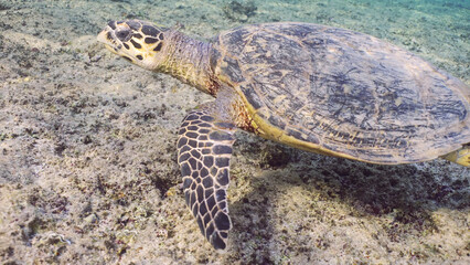 Hawksbill Sea Turtle or Bissa (Eretmochelys imbricata) swims over top of coral reef, Red sea, Egypt