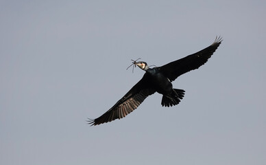 A low angle view of a cormorant in flight carrying nesting materials in its beak. 