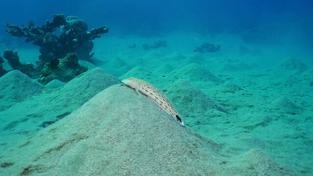 Sandperch on sandy bottom. Speckled Sandperch or Blacktail grubfish (Parapercis hexophtalma) lies on hilly sands seabed on the depth, Red sea, Egypt