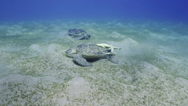 Two Sea turtles graze on the seabed eating green algae. Two Great Green Sea Turtle (Chelonia mydas) with Remorafish on shell eats Smooth ribbon seagrass (Cymodocea rotundata) Red sea, Egypt