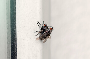 Two flies mate. Male and female flies are mating. Two flies having sex in summer