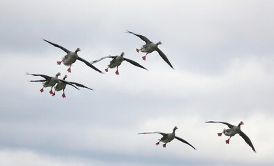 A low angle view of a small flock of greylag geese coming in to land. 