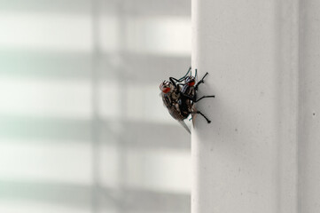 Two flies mate. Male and female flies are mating. Two flies having sex in summer