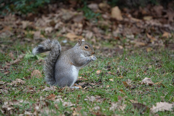 Naklejka na ściany i meble A grey squirrel eating a nut on the ground in a park. 