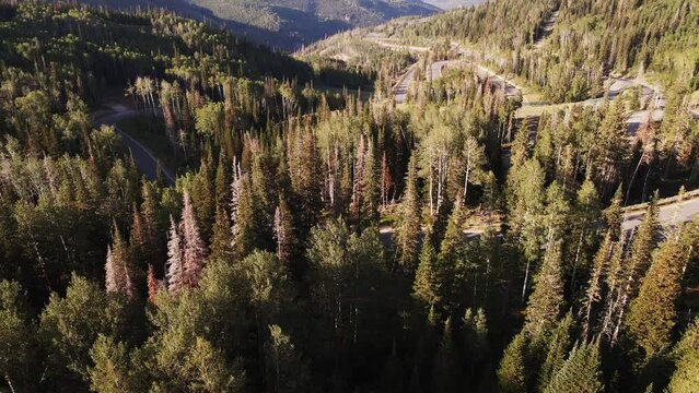 A drone pulls back and tilts over the evergreen trees of Guardsman Pass, Utah.