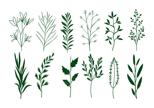 Set of hand drawn herbs. Vector illustration isolated on white background