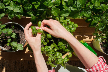 home gardening , close-up of a woman's hands cutting a mint leaf from a bush, woman takes care of...