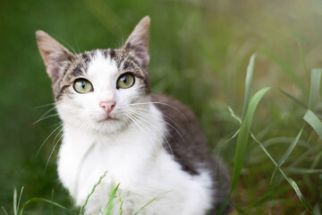 Portrait of a cat in the grass in summer.