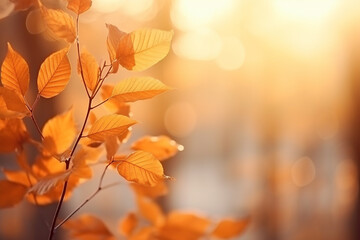 Beautiful autumn nature background with orange leaves on tree and blurry background with sunlight...