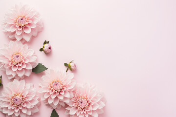 Beautiful Dahlia flowers on side of pastel pink background - obrazy, fototapety, plakaty