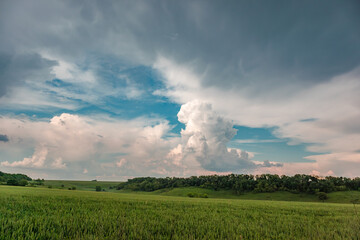 Green wheat field landscape with scenic cloudscape. Spring barley ears growing with trees in background. Agriculture in Ukraine