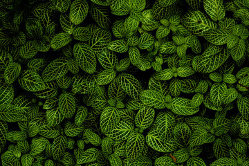 Tiny green fern leaves live in areas with high humidity.
