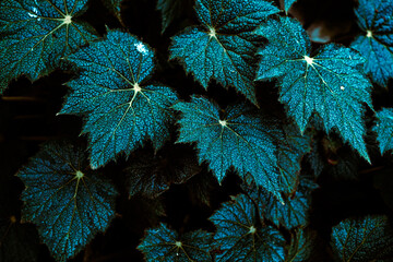 The leaves have a beautiful colorful lobe green 