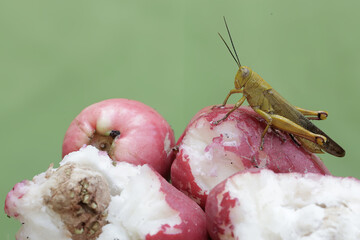 A young grasshopper eating a pink Malay apple that fell to the ground.