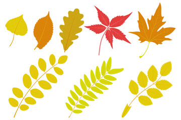Set of autumn leaves isolated on white background. Poplar, elm, oak, Parthenocissus quinquefolia, Platanus orientalis,  Black locust, honey locust, Rosa canina. 