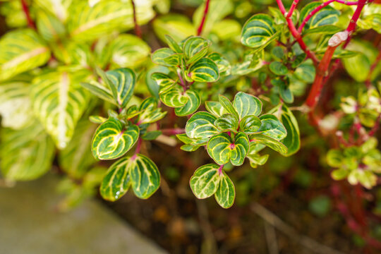 Iresine herbstii or Herbst's bloodleaf is a species of flowering plant in the family Amaranthaceae. Some call this plant the chicken gizzard plant. Red Blood Leaf Ornamental Plant.