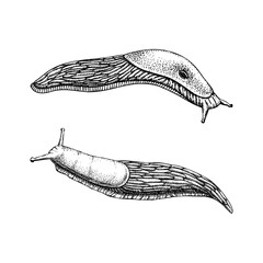 Slugs sketches set. Hand drawn wildlife design element in engraved style. Animal drawing isolated on white background. Shell-less mollusk vector illustration - 629852852