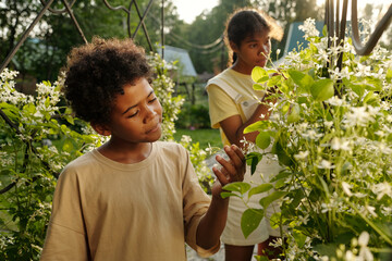 Youthful African American boy standing between green blooming bushes in front of camera in the garden and looking at tiny white flowers
