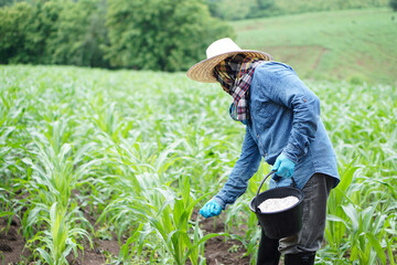 Asian man farmer holds bucket of chemical fertilisers to fertilize maize plants in garden. Concept, take care and treatment after growing agricultural crops for the best production.