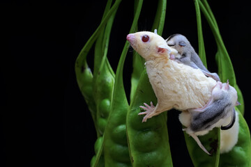 A mother sugar glider is looking for food in a twisted cluster bean while holding her two babies....