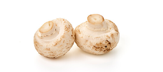 Champignons, close-up, isolated on white background.