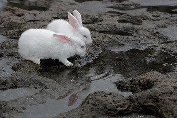 A pair of rabbits are preparing to drink in the rock wells by the river. This rodent has the scientific name Lepus nigricollis.