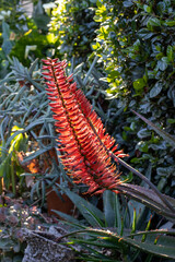 Aloe flower with sunlight backlighting isolated against a green background
