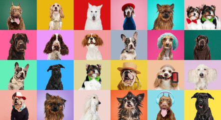 Creative collage made of different breeds of dogs wearing clothes and accessories, posing over multicolored background. Funny muzzles. Concept of animal life, pet friend, care, vet, ad