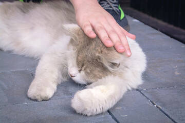 A child's hand strokes a street cat. A homeless cat on the cobblestones of the city