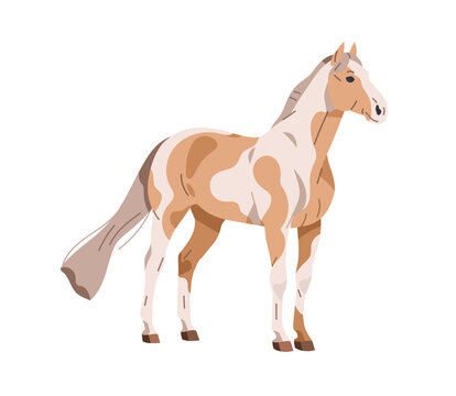 American paint horse breed. Purebred stallion with spotting pattern coat. Thoroughbred steed standing. Beautiful graceful bicolor equine animal. Flat vector illustration isolated on white background