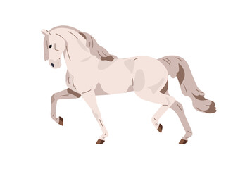 Fototapeta premium Andalusian horse trotting. Equine animal of Spanish breed. Stallion profile in action, movement, gait, side view. Graceful beautiful steed. Flat vector illustration isolated on white background