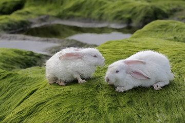 A pair of rabbits is eating green algae that grows on the rocks at the mouth of the river. This...