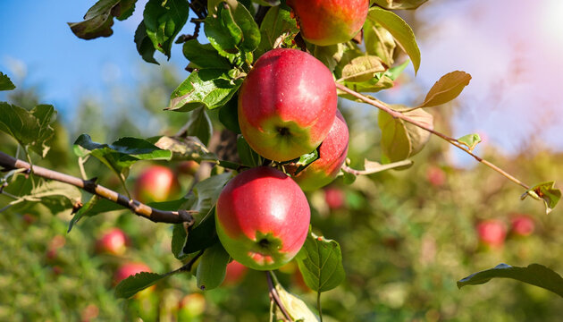 Harvest time in South Tyrol - ripe red apples on a branch of an apple tree on a fruit meadow in the sunlight