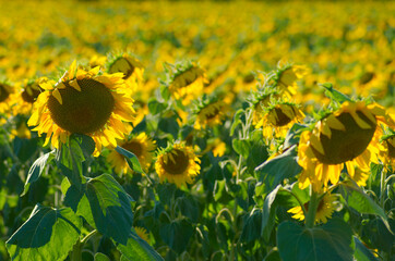 sunflowers in the field - 629859265