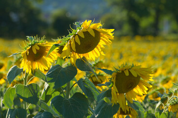 sunflower in the field - 629859280