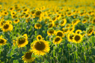 field of sunflowers in summer - 629859283