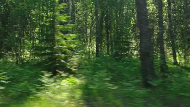 View through side window of car auto in motion on road. Highway along green forest and trees in summer. Tourism and travel, journey trip concept. Beautiful nature and landscape. Car speeding on road.	