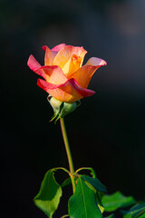 A rose in garden for background object. 