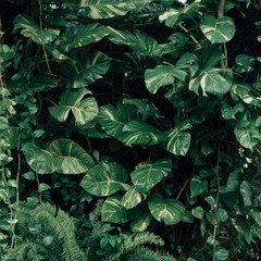 green leaves background