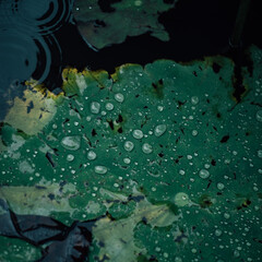 water drops on a glass